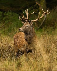 Red deer stag.  Wikimedia Commons