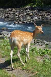Sika doe, Wikimedia Commons.
