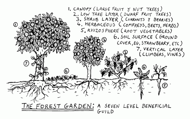 Forest Gardens, via Graham Burnett, Wikimedia Commons.