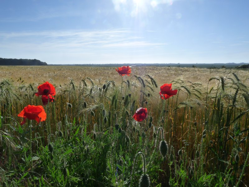 Farmland outside Saint-Valery-sur-Somme.
