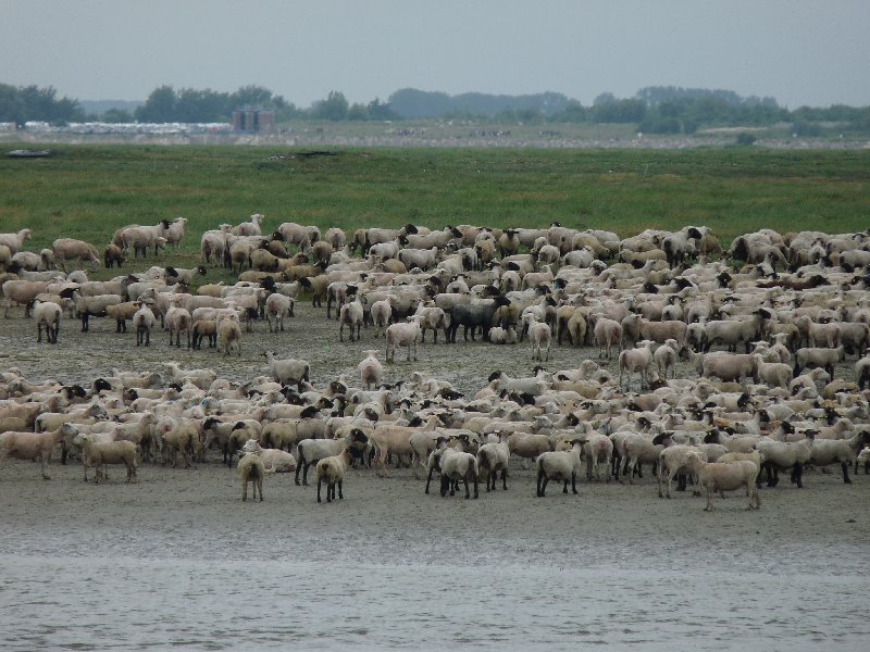 Sheep grazing at the estuary.