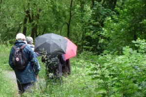 An umbrella or two: the ideal accessory for an English walk.