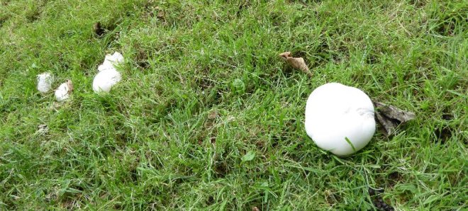 Refugees from the sports pitch? Or puffballs?