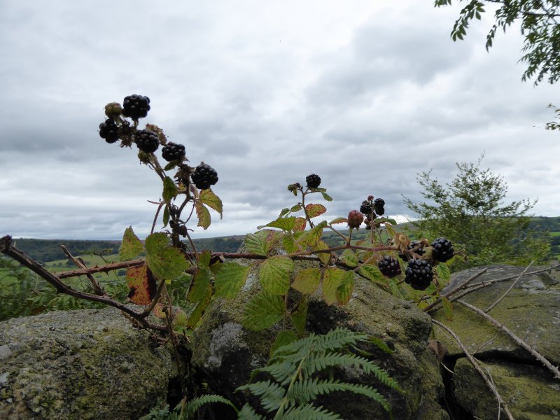 Blackberries in a landscape, ready to be eaten.