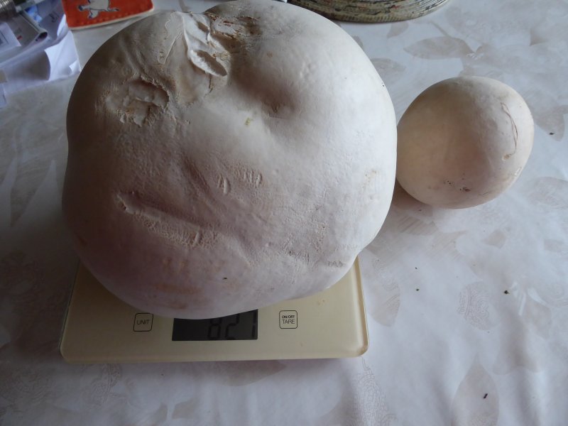 Here's our bigger puffball, on the scales and weighing in at 827 grams.
