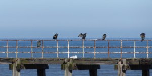 ..... and a line of cormorants.