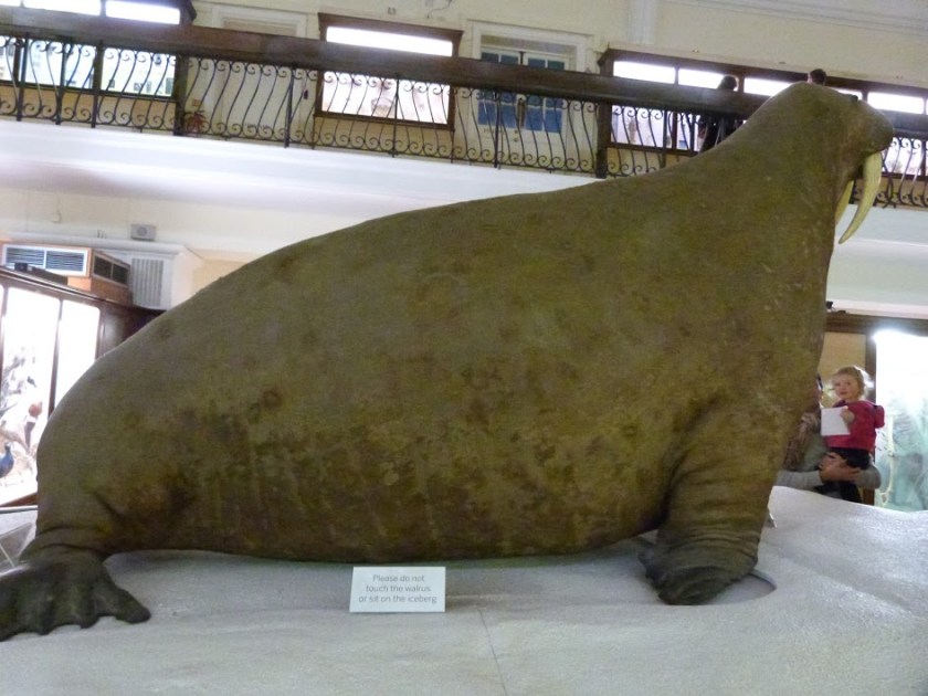 Horniman Walrus