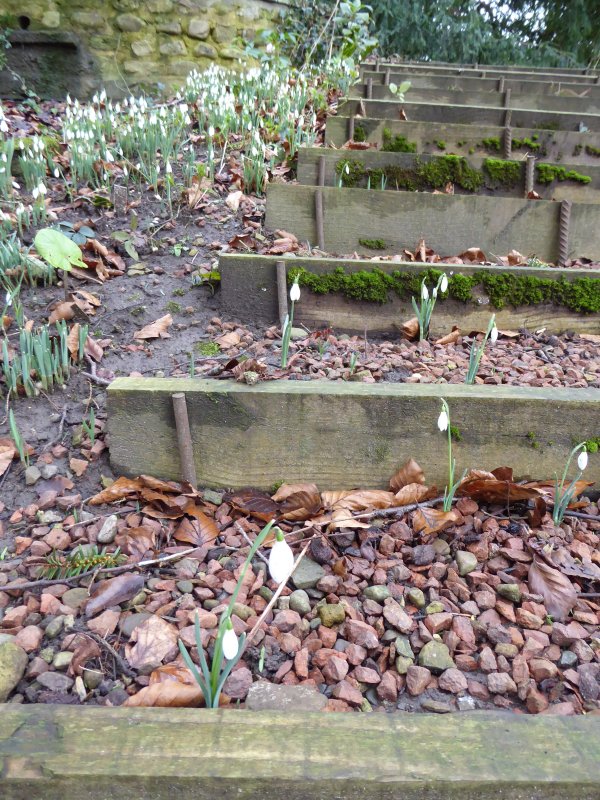 The steps through the woods.