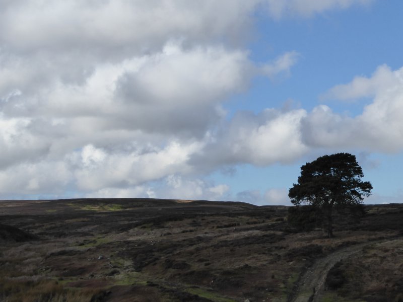 EastWitton28Feb2016 015