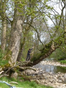 We had a young German guest, Felicia, with us for the day. You can see she's 40 years younger than the rest of us. She's climbing trees after the picnic.