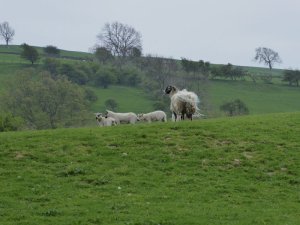 Sheep with her lambs.