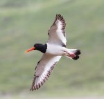 Oystercatcher - Wikimedia Commons.