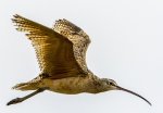 Curlew - Wikimedia Commons