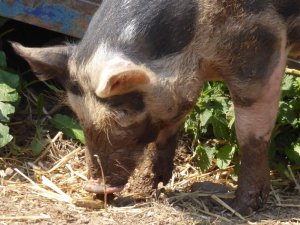 This pig is called Dennis Healey. Hands up if you understand the allusion.