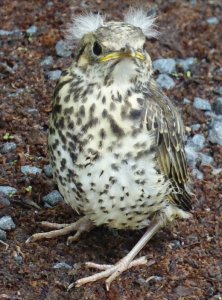 LeightonReservoirWalkJune2016 033