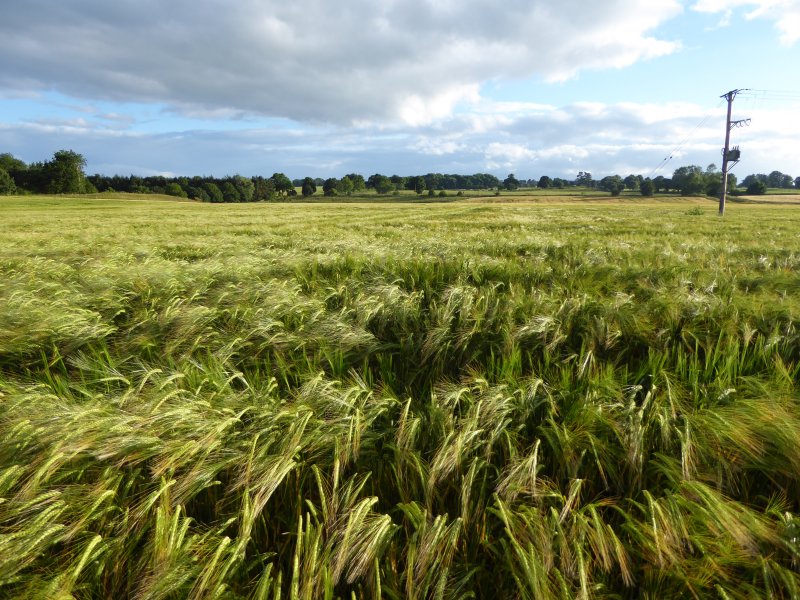 The same field, July 2016