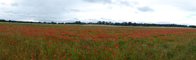PoppyFieldsJuly2016 013