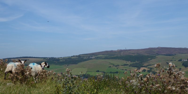 Look carefully, just follow what the sheep are gazing at.  There, on the skyline are the devil's carelessly-lost rocks.