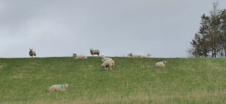 Sheep in Colsterdale