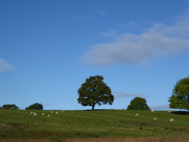 mashamwalkoct2016-008