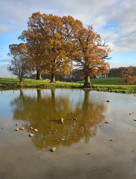 Sunshine after rain at Studley Royal
