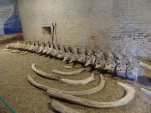 The back end of Moby Dick.