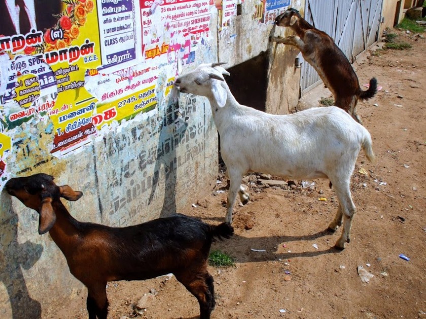 goats-in-thanjavur