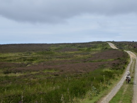 Walking these tracks, be prepared to share your route with a sheep.