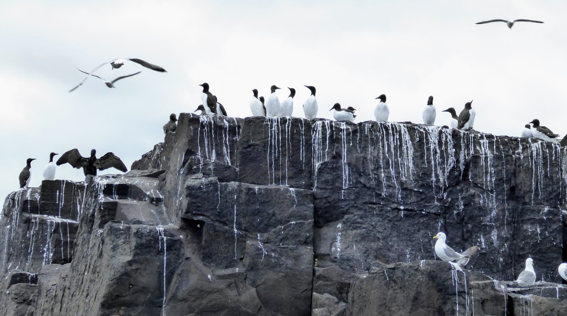 More from the Farne&nbsp;Islands