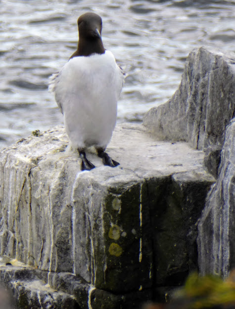 As I didn't have a suitable photo, this guillemot on the Farne Islands will have to stand in for a penguin in Argentina.