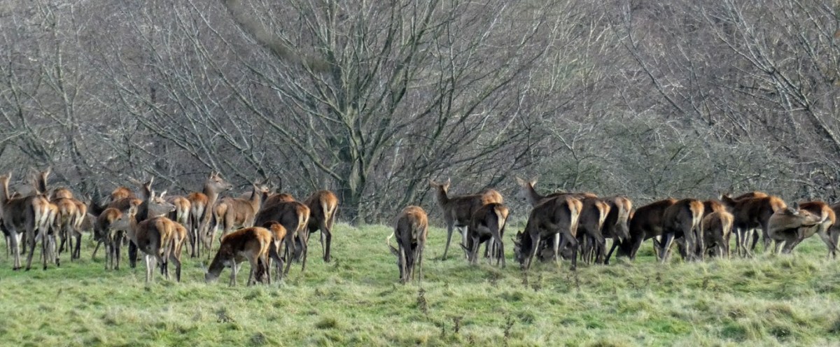Fallow deer at&nbsp;Fountains
