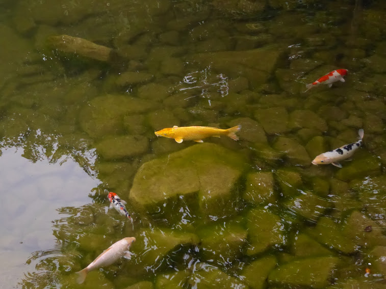 I've a feeling this is a carp, not a goldfish.  And it's a carp in  pond in South Korea, rather than a goldfish in a bowl.