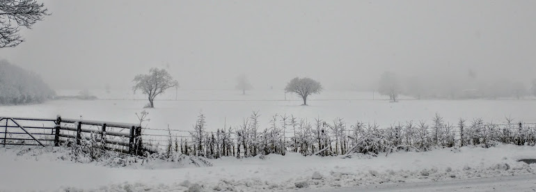 My plant pots have gone up a&nbsp;size