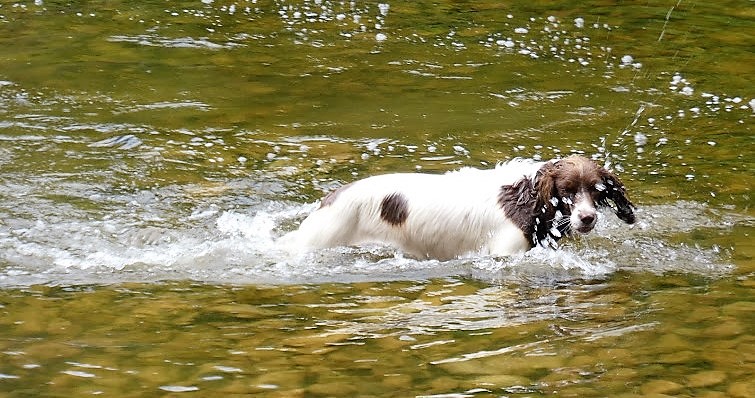 Finding another uplifting&nbsp;companion