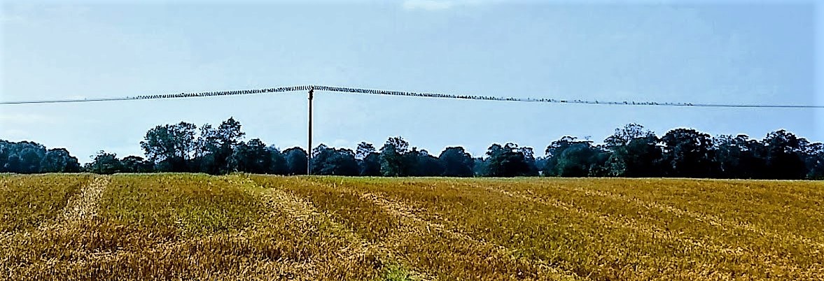 Birds on a wire, a bird on the&nbsp;pier