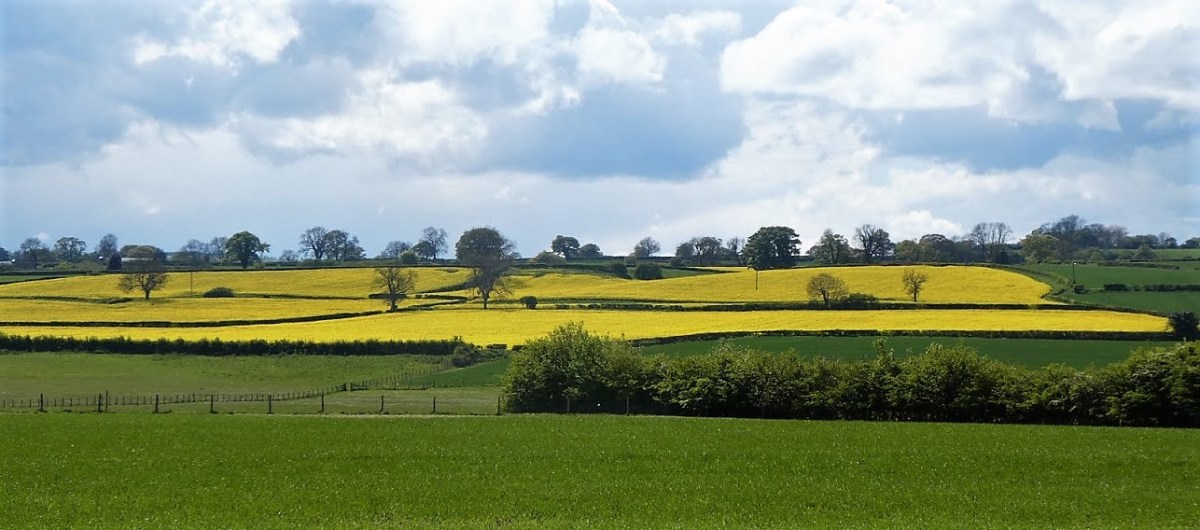 ‘How Wonderful Yellow is. It Stands for the Sun’. part&nbsp;Two