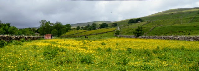 Spring Yellows, from Aconites to&nbsp;Buttercups