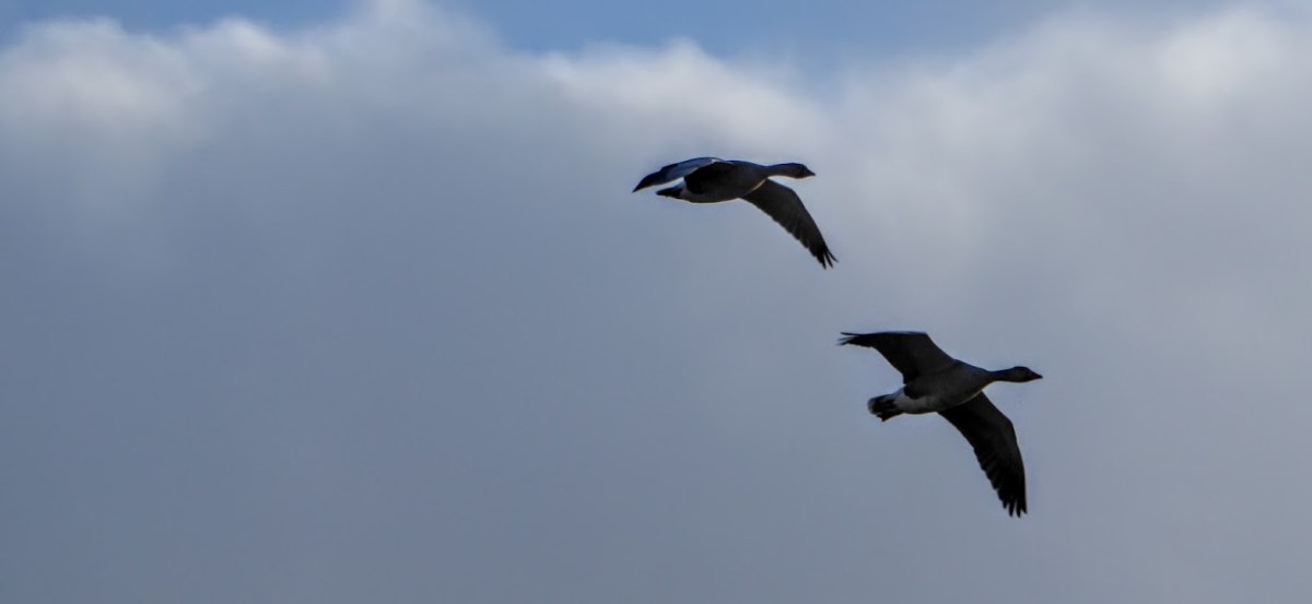 Flying over the&nbsp;house