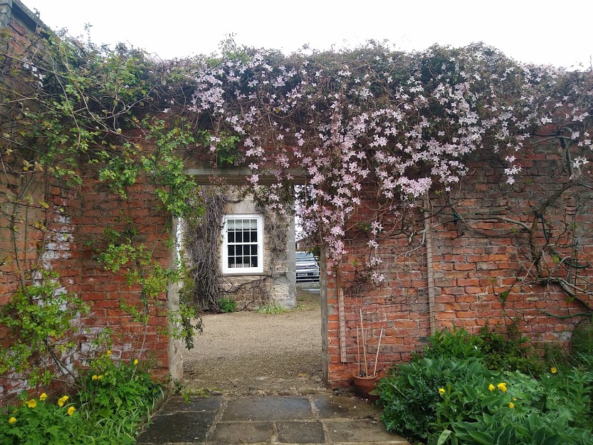 Lilac and clematis, all at&nbsp;once