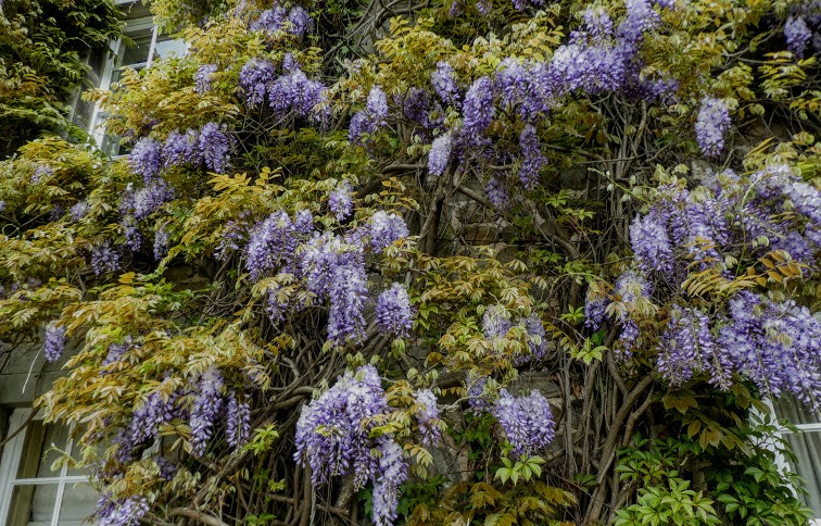 Wisteria Windows