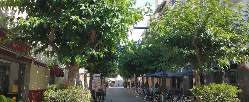 A History of a Holiday in Fifteen Trees –&nbsp;1