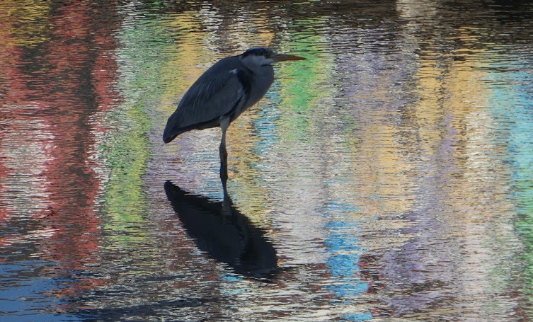 Monday Portraits:  Herons