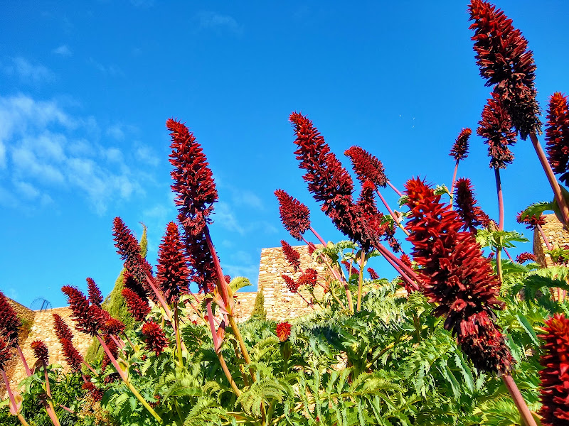 Red Squirrel, Grey&nbsp;Squirrel