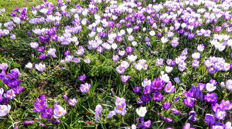 Daytime brings forth March&nbsp;Flowers
