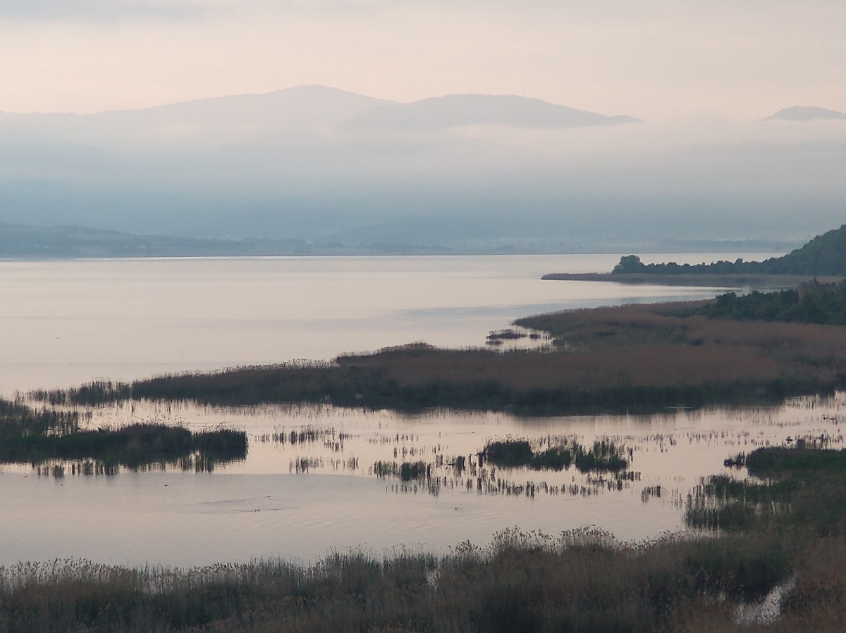 Balkan Postcards 8: Breakfast Time for the Great White&nbsp;Egret