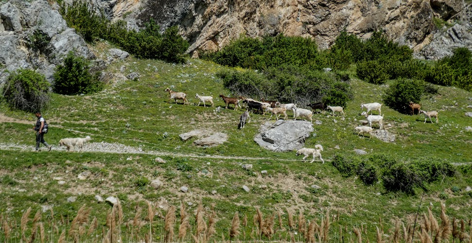 A Group of Goats posing for Monday&nbsp;Portraits