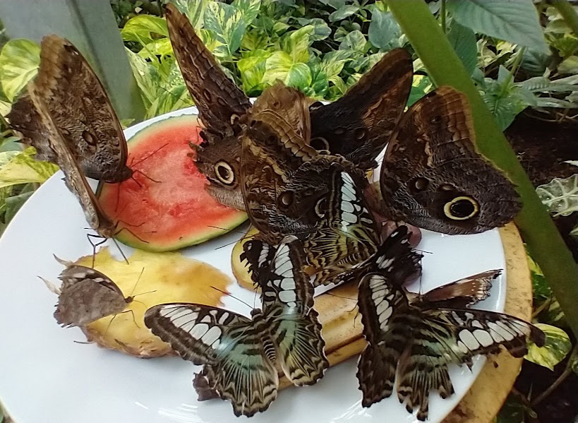 Monday Portrait: Owl&nbsp;Butterfly