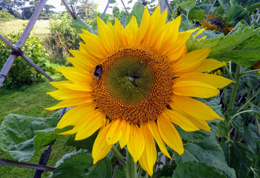 Monday portrait of a busy – as usual –&nbsp;bee