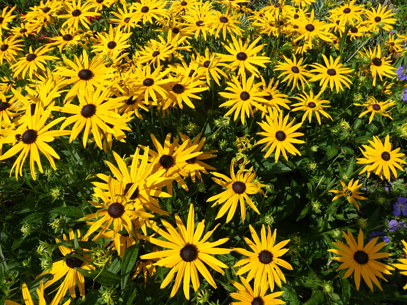 The Power of Yellow – From Pyrenees to Pennines