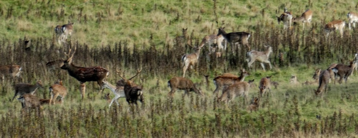 We’re going on a Deer Walk&nbsp;…